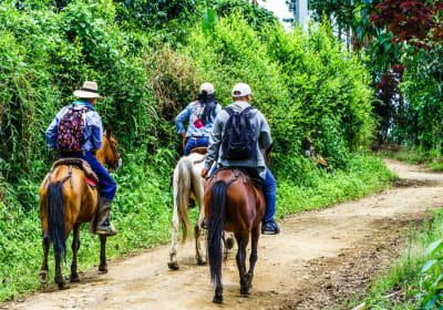 Cocora Valley Horseback Riding Tour 2