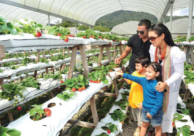 Private Nature Trip to Cameron Highlands 2