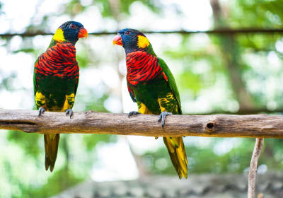 Kuala Lumpur Nature & Wildlife Tour 2