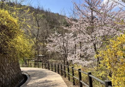 Ansan Jarak-gil Trail and Makgeolli Seoul Hike Experience 2