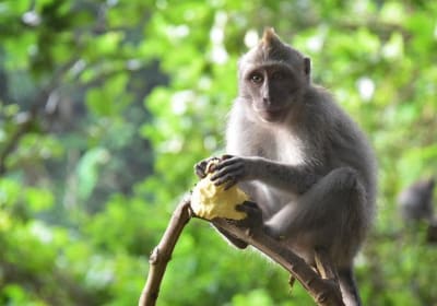 Bali Sensational: Ubud and Tanah Lot Temple Tour 2