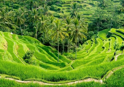 Bali All-Inclusive Ubud Tour 2