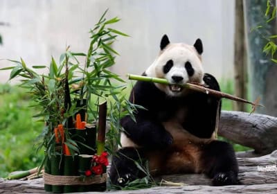 Beijing Panda House & Summer Palace Tour 2