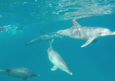 Red Sea Dolphin Adventure 2