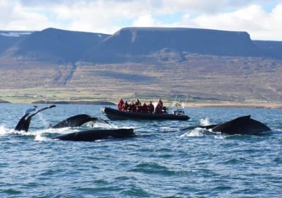 Akureyri Express Whale Watching by RIB Boat 2