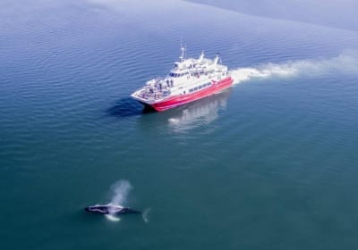 Downtown Akureyri Whale Watching Tour 2