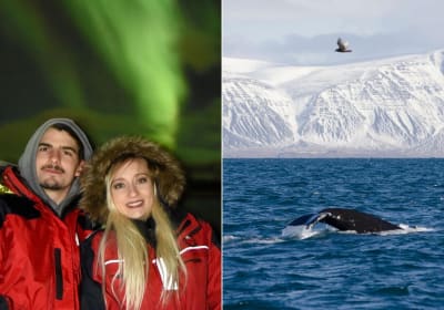 Reykjavik Whale Watching & Northern Lights Combo 2