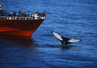 Reykjavik Whale Watching Adventure 2