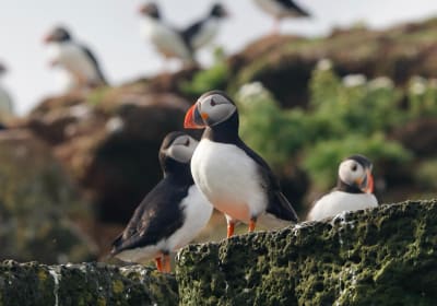 Classic Puffin Watching Cruise in Reykjavik 2