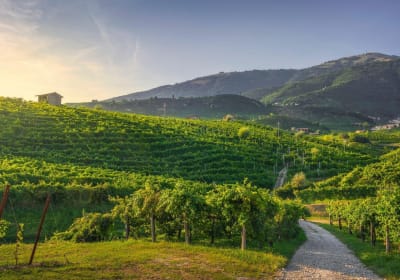 Prosecco Wine Tasting & Lunch Tour from Venice 2