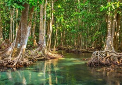 Vam Sat Mangrove Forest VIP Tour 2