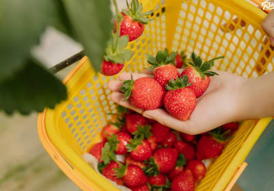 Da Lat Full-Day Tour: Top Attractions 2