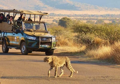 Pilanesberg National Park 3-Hour Safari 2