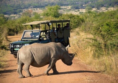 Pilanesberg 3-Hour Safari Tour 2