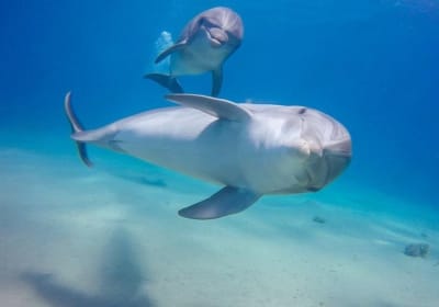 Hurghada Dolphin Watching & Snorkeling Tour 2
