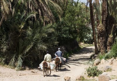 Taroudant & Tiout Oasis Shore Excursion 2