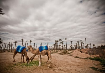 Marrakech Palm Grove Camel Ride 2