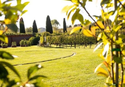 Chianti Half-Day Wine Tour from Florence 2
