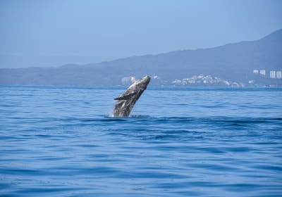 Whale Watching in Puerto Vallarta 2