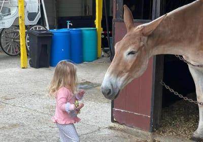 Mules in New Orleans Barn Tour 2