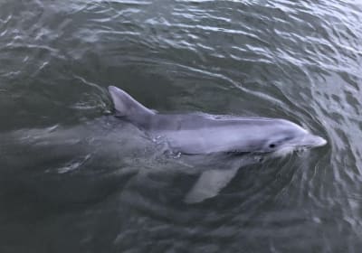 Savannah Coastal Dolphin Eco Tour 2
