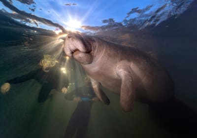 Crystal River Manatee Swim Tour 2