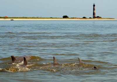 Charleston Eco Boat Cruise to Morris Island Lighthouse 2