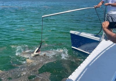 Key West Shark and Wildlife Catamaran Tour 2
