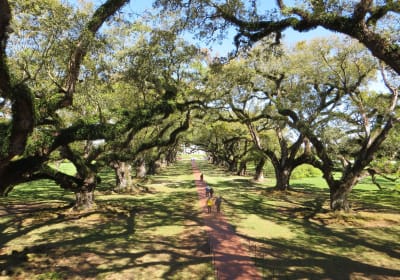 Oak Alley Plantation & New Orleans City Tour 2