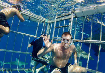 Oahu Shark Dive Adventure 2