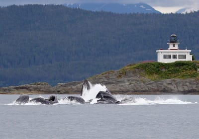 Juneau Whale Watching & Glacier Tour 2