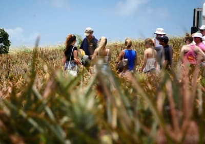 Maui Pineapple Farm Tour 2