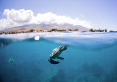 Maui Turtle Town Snorkel Cruise 2
