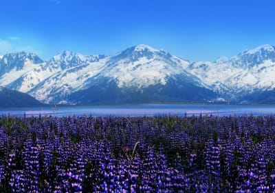 Alaska Wildlife Conservation Center Express Tour 2