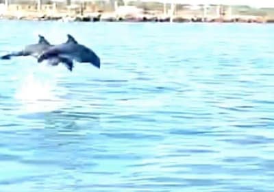 Galveston Harbor Dolphin Cruise 2
