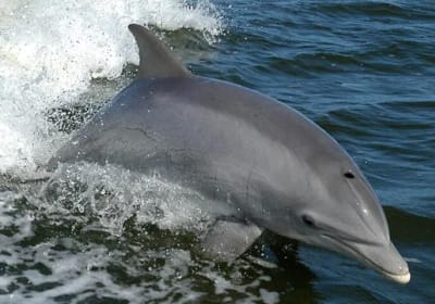 Orange Beach Dolphin Eco Boat Tour 2
