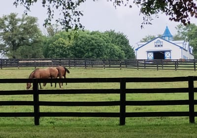 Kentucky Thoroughbred Horse Farm Tour 2