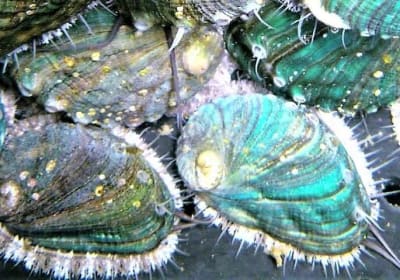  Abalone farm tour and tasting with coastal seaweed walk. Guided. 2 hours 2