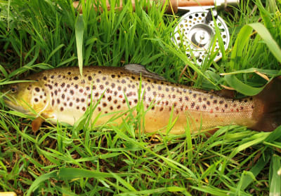 Lough Corrib Brown Trout Fly Fishing 2