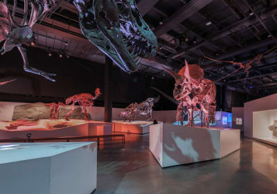 Houston Museum of Natural Science General Admission 2