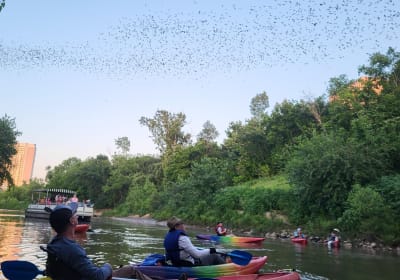 Downtown Houston Bat and Skyline Kayaking Tour 2