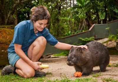 Kuranda Koala Gardens Admission Ticket 2