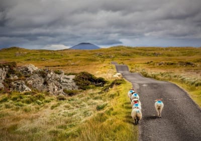  Haunted Bog road tour. Galway. Private guided. 3 hours 2