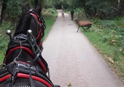 Killarney National Park Tour 2