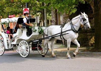 Horse Carriage Romantic Ride (VIP-Private) in Central Park 1964 2