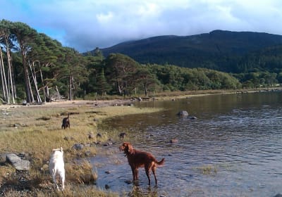 Guided Killarney National Park Walking Tour 2