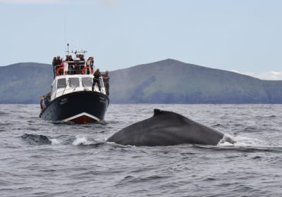 Dolphin and Whale Watching Tour from Dingle 2