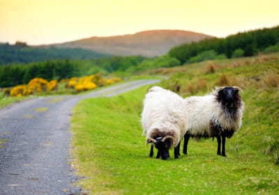 Taxi Tour of Connemara 2