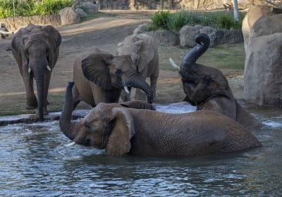 Official San Diego Zoo Safari Park Tickets 2