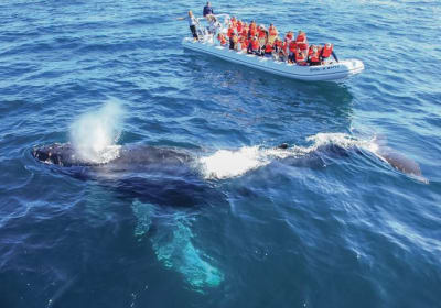 Puerto Vallarta Whale Watching Adventure 2